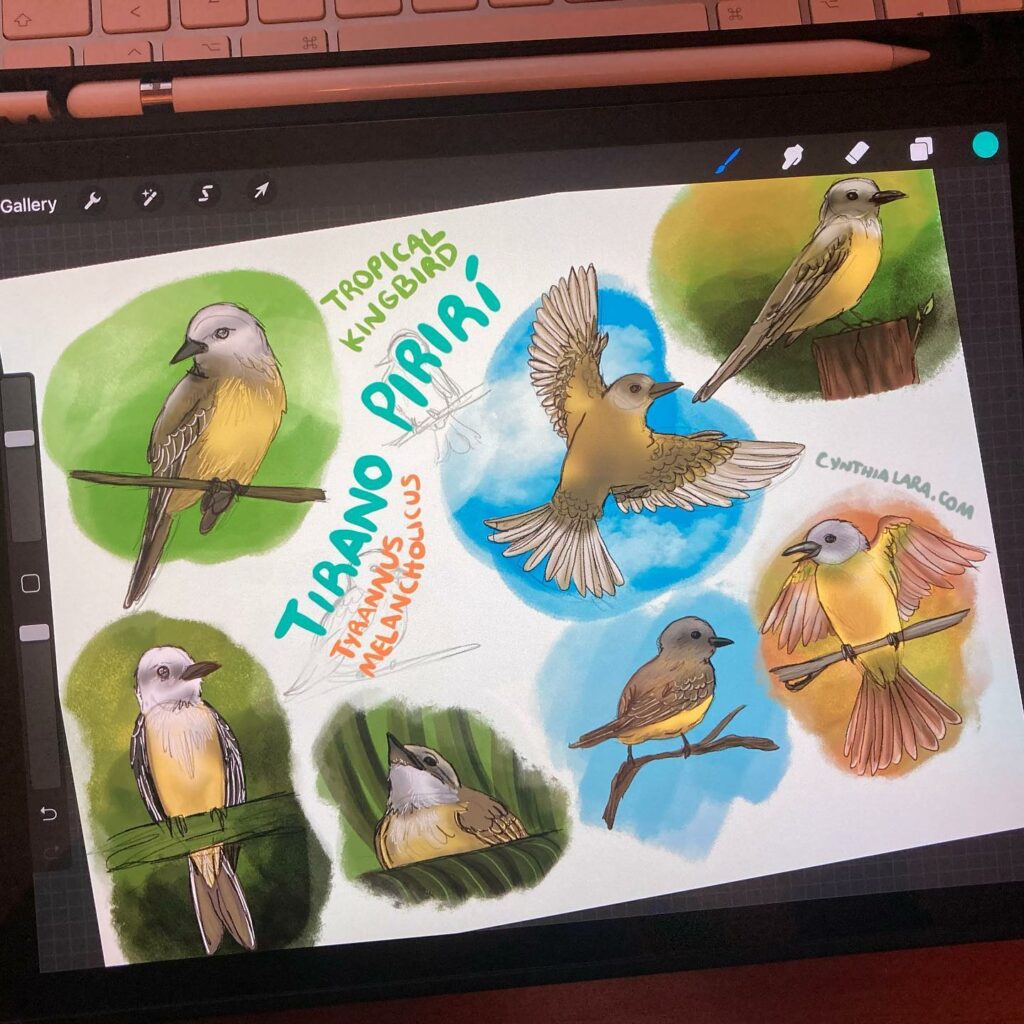 Birds digital painting